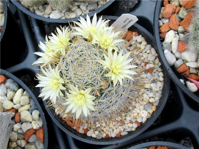 Mammillaria duwei